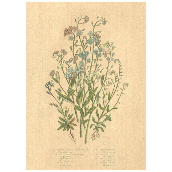 Flax Art Poster | Encyclopedia Wildflower D | FWP-AP-EN1D